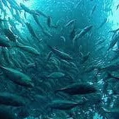 Music for chilled 90s animal documentaries BomGo